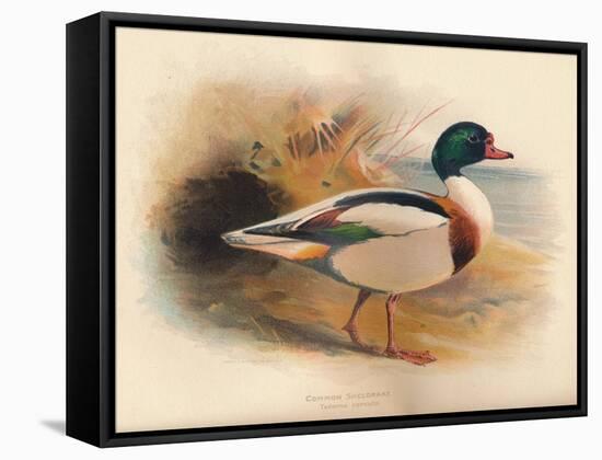 Common Sheldrake (Tadorna cornuta), 1900, (1900)-Charles Whymper-Framed Stretched Canvas