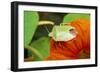 Common Shield Bug on Flower-null-Framed Photographic Print