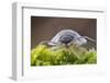 Common / Shiny woodlouse on moss, Berwickshire, Scotland-Laurie Campbell-Framed Photographic Print