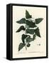 Common Smilax, Rough Bindweed, Sarsaparilla or Mediterranean Smilax, Smilax Aspera (Smilax Excelsa)-Pierre-Joseph Redouté-Framed Stretched Canvas