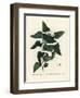 Common Smilax, Rough Bindweed, Sarsaparilla or Mediterranean Smilax, Smilax Aspera (Smilax Excelsa)-Pierre-Joseph Redouté-Framed Giclee Print