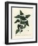 Common Smilax, Rough Bindweed, Sarsaparilla or Mediterranean Smilax, Smilax Aspera (Smilax Excelsa)-Pierre-Joseph Redouté-Framed Giclee Print