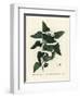 Common Smilax, Rough Bindweed, Sarsaparilla or Mediterranean Smilax, Smilax Aspera (Smilax Excelsa)-Pierre-Joseph Redouté-Framed Giclee Print