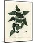 Common Smilax, Rough Bindweed, Sarsaparilla or Mediterranean Smilax, Smilax Aspera (Smilax Excelsa)-Pierre-Joseph Redouté-Mounted Giclee Print