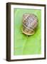 Common Snail Eyes Emerging-null-Framed Photographic Print