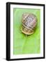 Common Snail Eyes Emerging-null-Framed Photographic Print