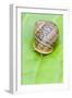 Common Snail Eyes Emerging-null-Framed Photographic Print