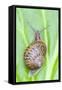 Common Snail on Bergenia Leaf-null-Framed Stretched Canvas