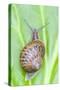 Common Snail on Bergenia Leaf-null-Stretched Canvas