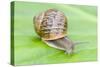 Common Snail on Bergenia Leaf-null-Stretched Canvas