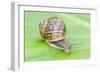 Common Snail on Bergenia Leaf-null-Framed Photographic Print