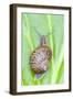 Common Snail on Bergenia Leaf-null-Framed Photographic Print