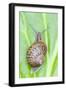 Common Snail on Bergenia Leaf-null-Framed Photographic Print