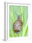 Common Snail on Bergenia Leaf-null-Framed Photographic Print