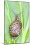 Common Snail on Bergenia Leaf-null-Mounted Photographic Print