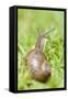 Common Snail on Lawn-null-Framed Stretched Canvas