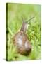 Common Snail on Lawn-null-Stretched Canvas