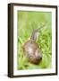 Common Snail on Lawn-null-Framed Photographic Print