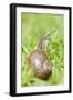 Common Snail on Lawn-null-Framed Photographic Print