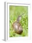 Common Snail on Lawn-null-Framed Photographic Print