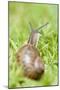 Common Snail on Lawn-null-Mounted Photographic Print