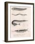 Common Snake Fish. Common Sand Eel. Common Hornhecht. Brazilian Halfbeak, C.1850S-null-Framed Giclee Print