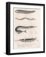 Common Snake Fish. Common Sand Eel. Common Hornhecht. Brazilian Halfbeak, C.1850S-null-Framed Giclee Print