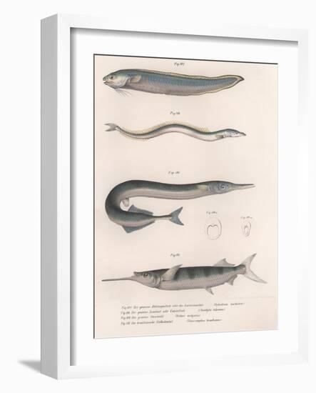 Common Snake Fish. Common Sand Eel. Common Hornhecht. Brazilian Halfbeak, C.1850S-null-Framed Giclee Print