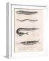 Common Snake Fish. Common Sand Eel. Common Hornhecht. Brazilian Halfbeak, C.1850S-null-Framed Giclee Print