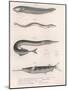 Common Snake Fish. Common Sand Eel. Common Hornhecht. Brazilian Halfbeak, C.1850S-null-Mounted Giclee Print