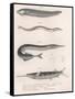 Common Snake Fish. Common Sand Eel. Common Hornhecht. Brazilian Halfbeak, C.1850S-null-Framed Stretched Canvas