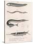 Common Snake Fish. Common Sand Eel. Common Hornhecht. Brazilian Halfbeak, C.1850S-null-Stretched Canvas