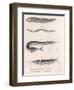 Common Snake Fish. Common Sand Eel. Common Hornhecht. Brazilian Halfbeak, C.1850S-null-Framed Premium Giclee Print