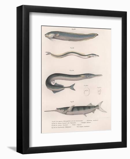 Common Snake Fish. Common Sand Eel. Common Hornhecht. Brazilian Halfbeak, C.1850S-null-Framed Premium Giclee Print