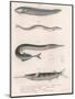 Common Snake Fish. Common Sand Eel. Common Hornhecht. Brazilian Halfbeak, C.1850S-null-Mounted Premium Giclee Print