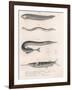 Common Snake Fish. Common Sand Eel. Common Hornhecht. Brazilian Halfbeak, C.1850S-null-Framed Giclee Print