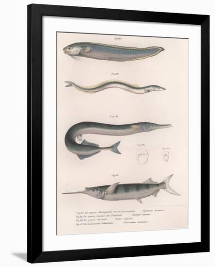 Common Snake Fish. Common Sand Eel. Common Hornhecht. Brazilian Halfbeak, C.1850S-null-Framed Giclee Print