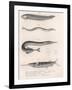 Common Snake Fish. Common Sand Eel. Common Hornhecht. Brazilian Halfbeak, C.1850S-null-Framed Giclee Print