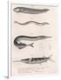 Common Snake Fish. Common Sand Eel. Common Hornhecht. Brazilian Halfbeak, C.1850S-null-Framed Premium Giclee Print