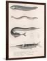 Common Snake Fish. Common Sand Eel. Common Hornhecht. Brazilian Halfbeak, C.1850S-null-Framed Premium Giclee Print