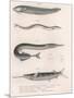 Common Snake Fish. Common Sand Eel. Common Hornhecht. Brazilian Halfbeak, C.1850S-null-Mounted Premium Giclee Print