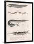 Common Snake Fish. Common Sand Eel. Common Hornhecht. Brazilian Halfbeak, C.1850S-null-Framed Premium Giclee Print