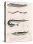 Common Snake Fish. Common Sand Eel. Common Hornhecht. Brazilian Halfbeak, C.1850S-null-Stretched Canvas