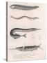 Common Snake Fish. Common Sand Eel. Common Hornhecht. Brazilian Halfbeak, C.1850S-null-Stretched Canvas