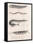 Common Snake Fish. Common Sand Eel. Common Hornhecht. Brazilian Halfbeak, C.1850S-null-Framed Stretched Canvas