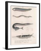 Common Snake Fish. Common Sand Eel. Common Hornhecht. Brazilian Halfbeak, C.1850S-null-Framed Giclee Print