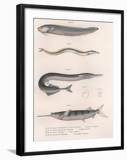 Common Snake Fish. Common Sand Eel. Common Hornhecht. Brazilian Halfbeak, C.1850S-null-Framed Giclee Print