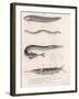 Common Snake Fish. Common Sand Eel. Common Hornhecht. Brazilian Halfbeak, C.1850S-null-Framed Giclee Print