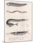 Common Snake Fish. Common Sand Eel. Common Hornhecht. Brazilian Halfbeak, C.1850S-null-Mounted Giclee Print