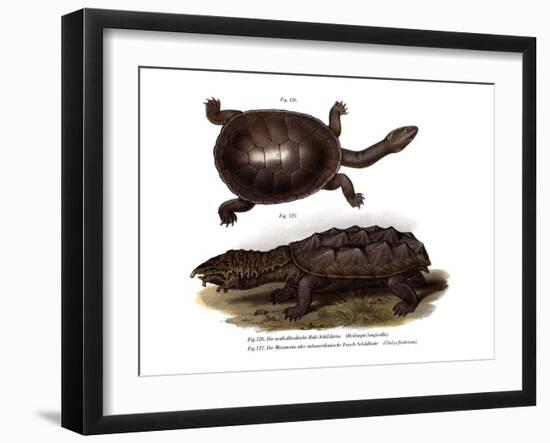 Common Snake-Necked Turtle-null-Framed Giclee Print